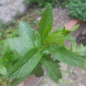 Alcoolature de menthe poivrée