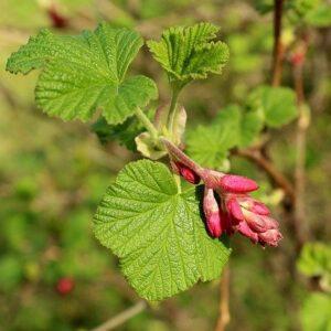 Bourgeons de Cassis