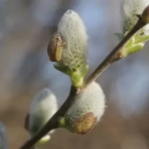 Bourgeons de Saule Blanc