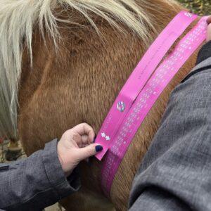 Ruban mesure de poids cheval