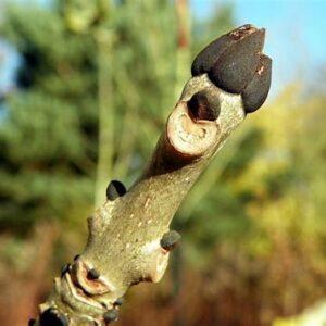 Bourgeons de Frêne